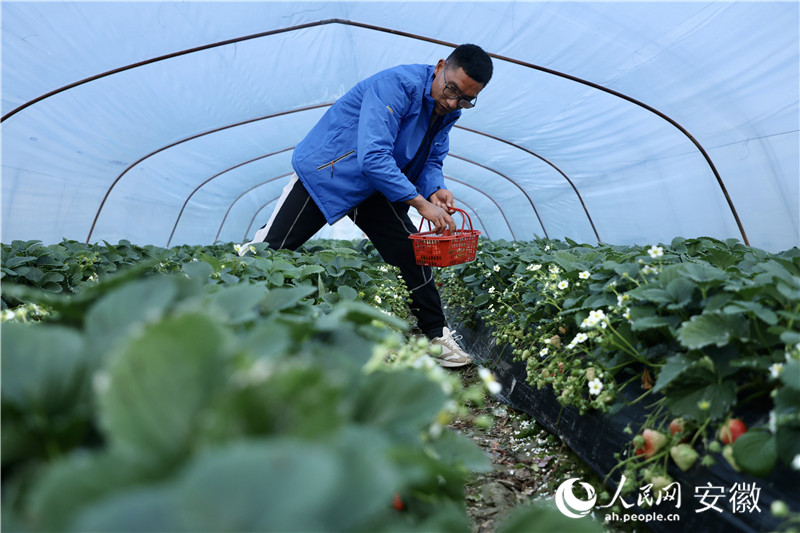 江成林和他的草莓大棚。人民網(wǎng)記者 陶濤攝